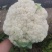 绿色无公害花菜