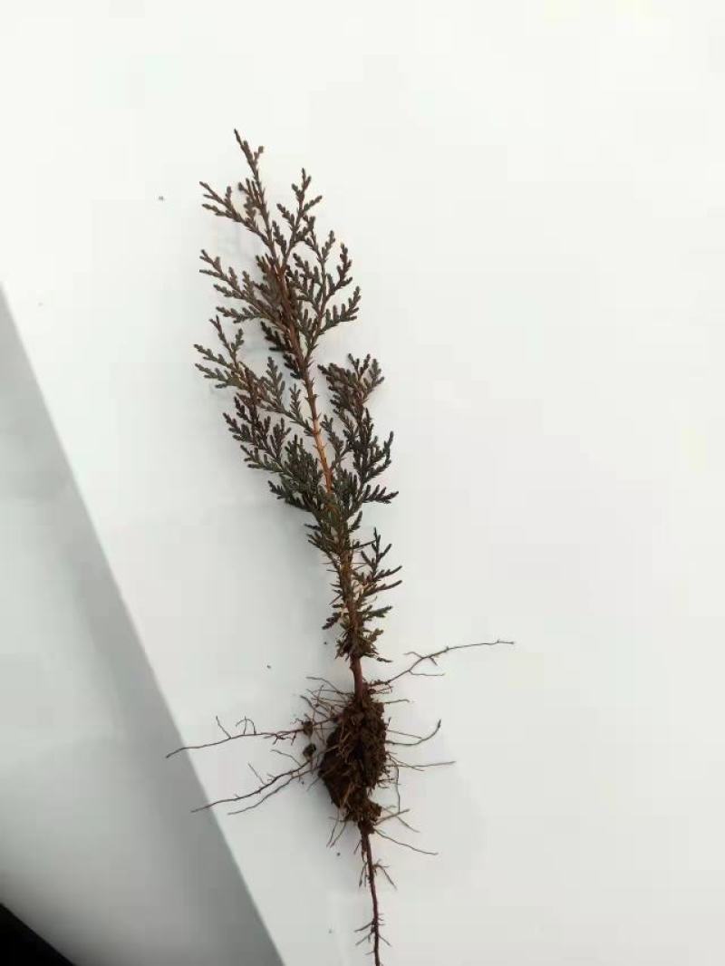 侧柏小苗规格齐全易存活提供技术指导现挖现发