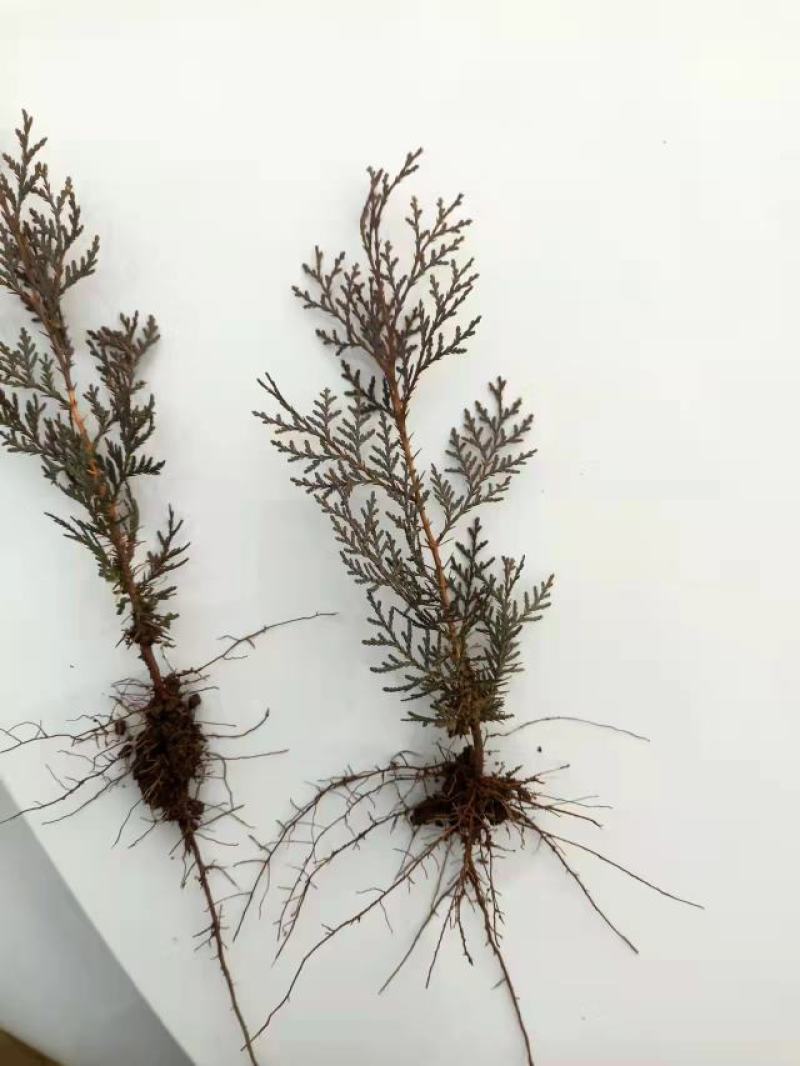 侧柏小苗规格齐全易存活提供技术指导现挖现发