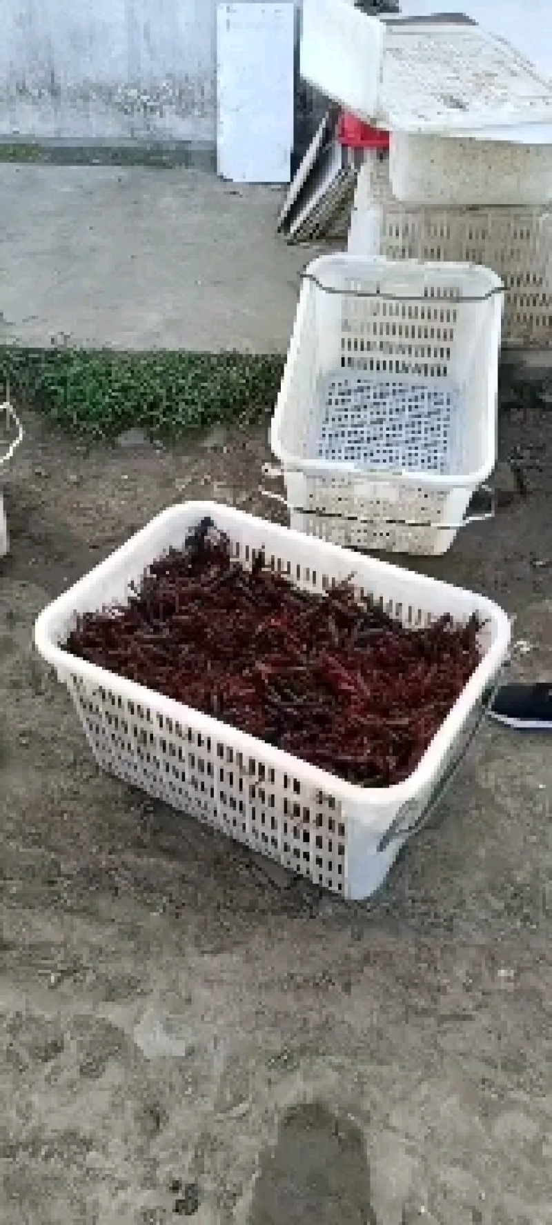 精品青虾