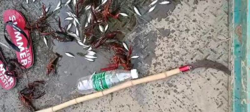 精品青虾
