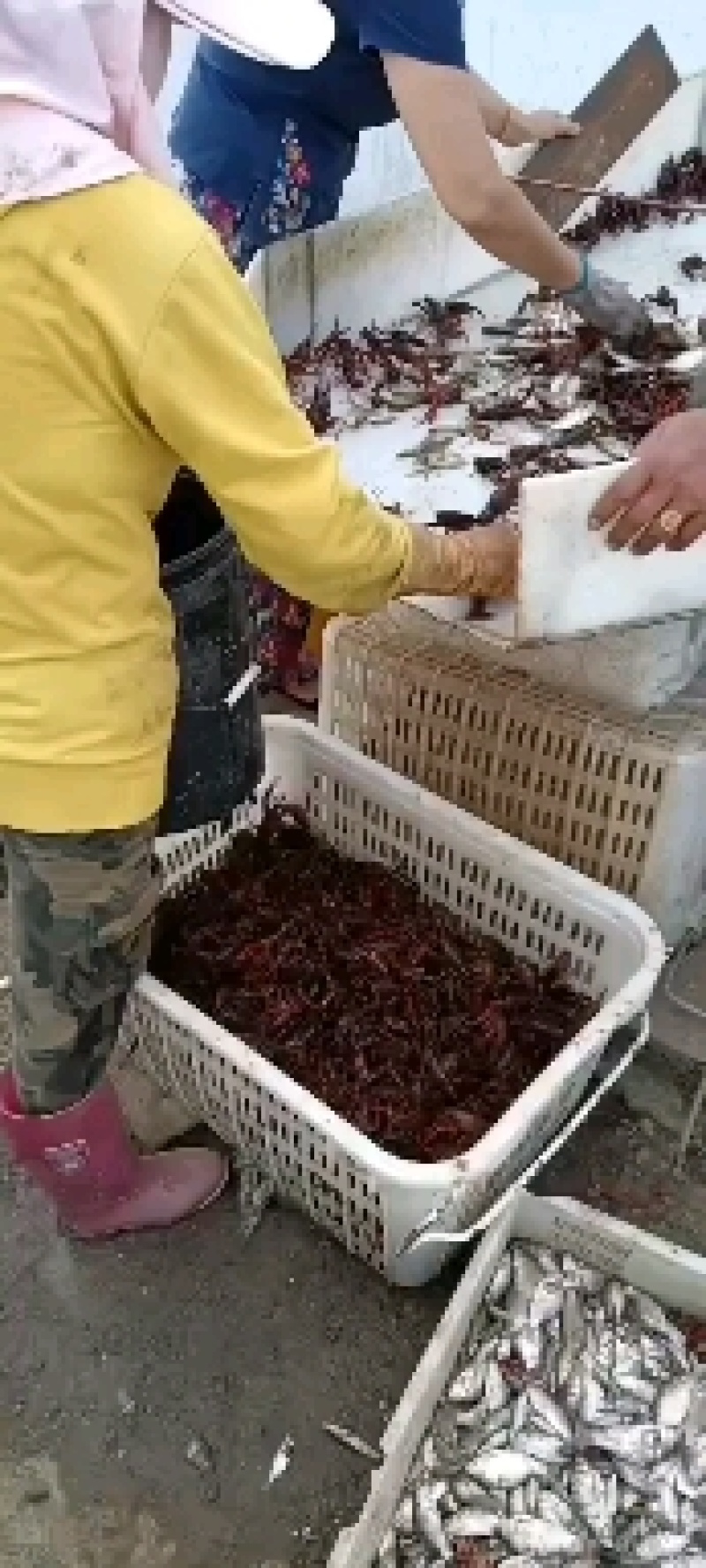 精品青虾