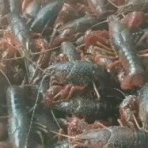 精品青虾