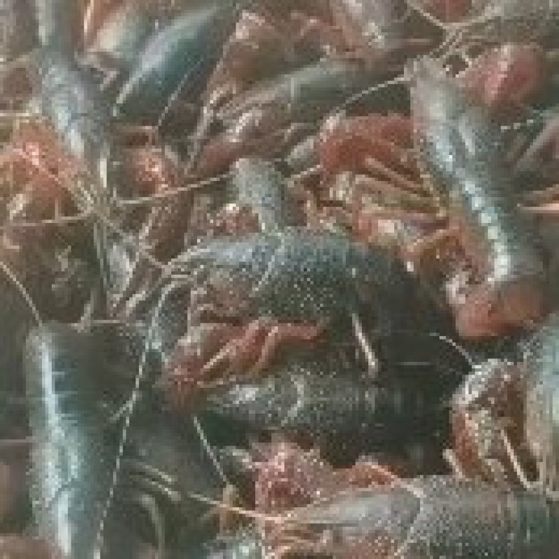 精品青虾