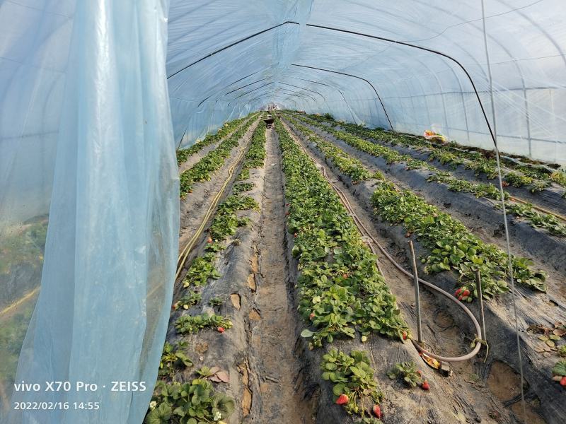 蔬菜大棚简易大棚冷棚小拱棚成套大棚蘑菇棚大棚骨架春秋棚