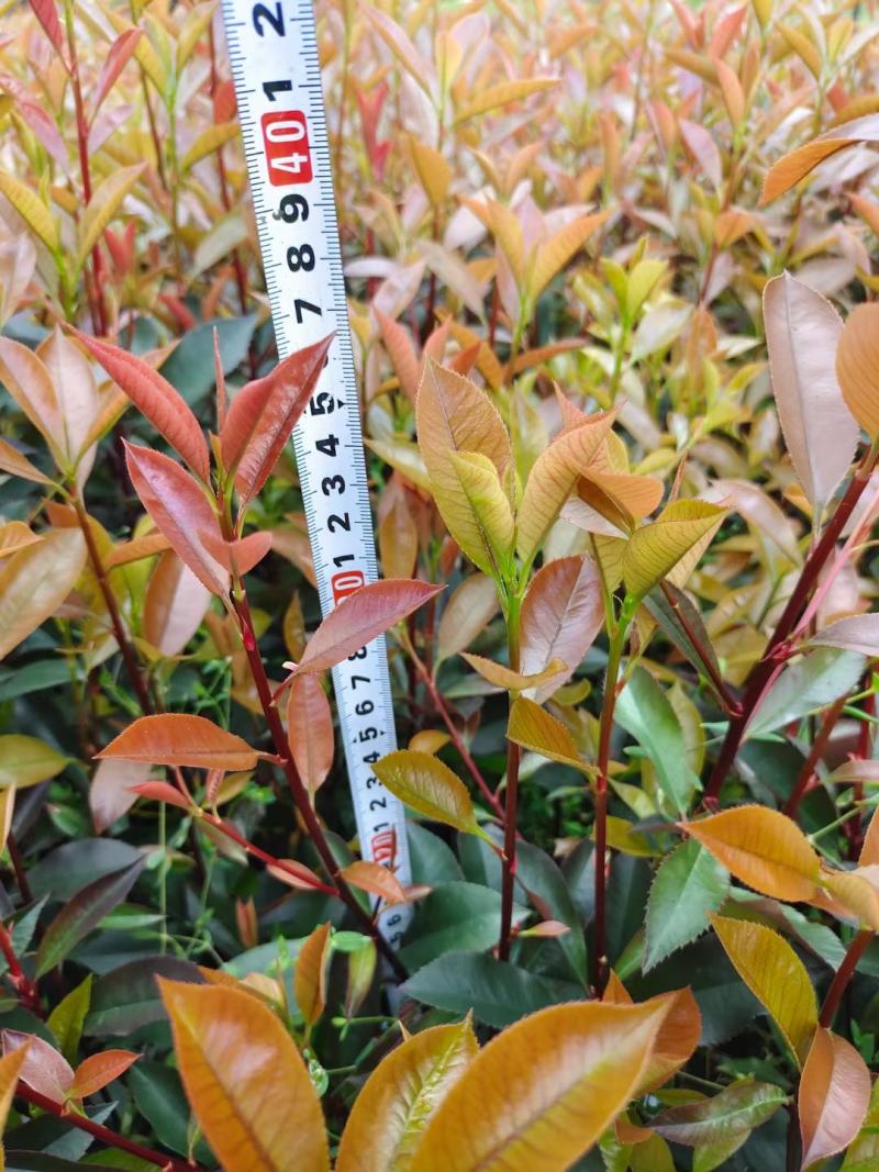 红叶石楠地苗根系发达叶水好农户自产自销