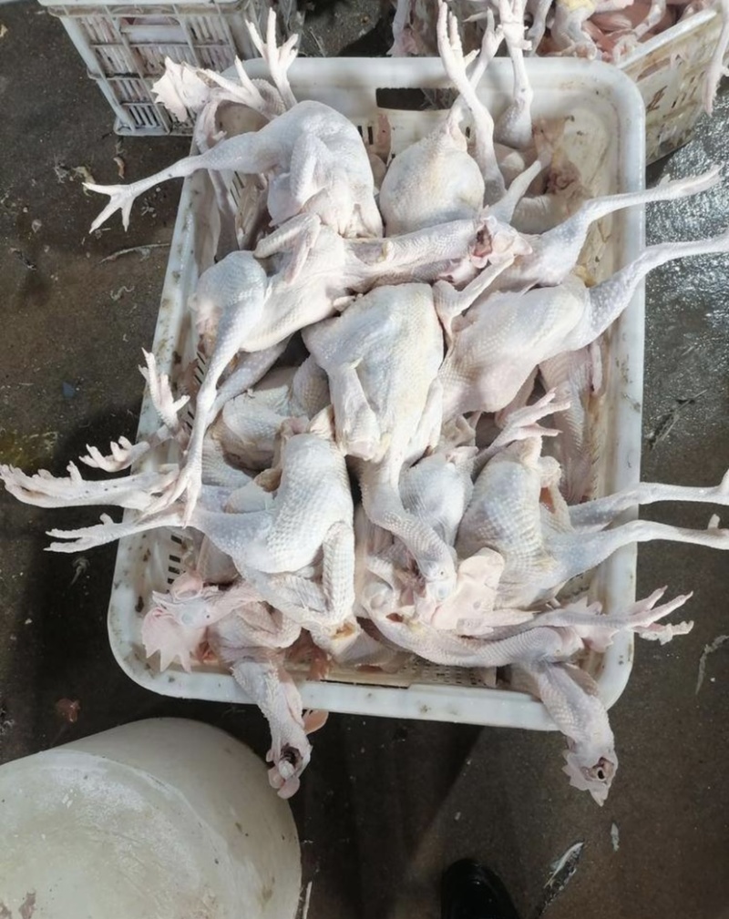 白条鸡，一手货源，质量保证，量大可优，大量批发