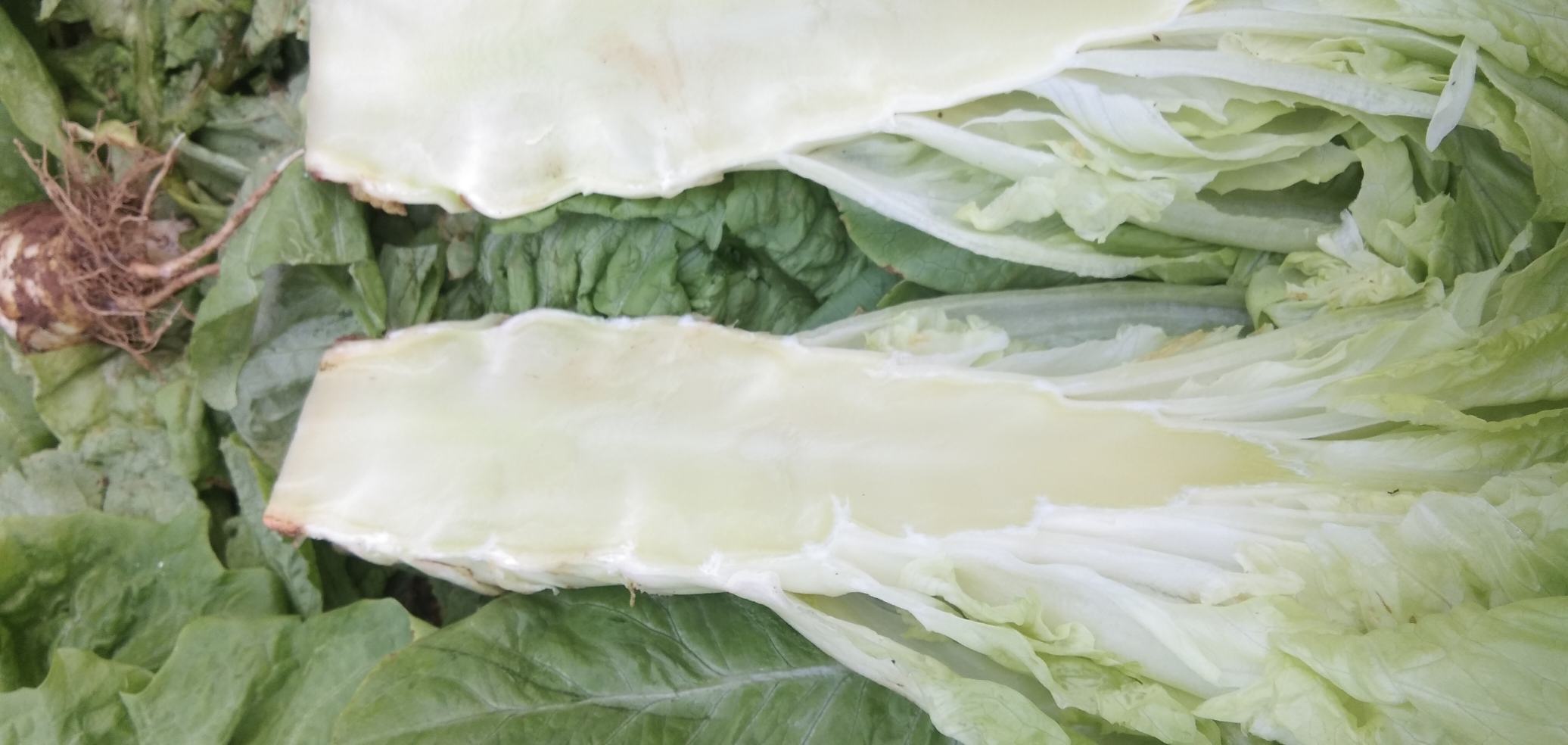 蒜苗与青蒜的对比图