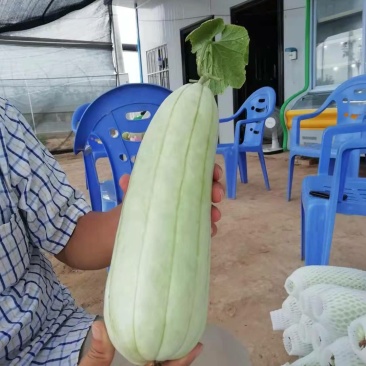 高石脆瓜