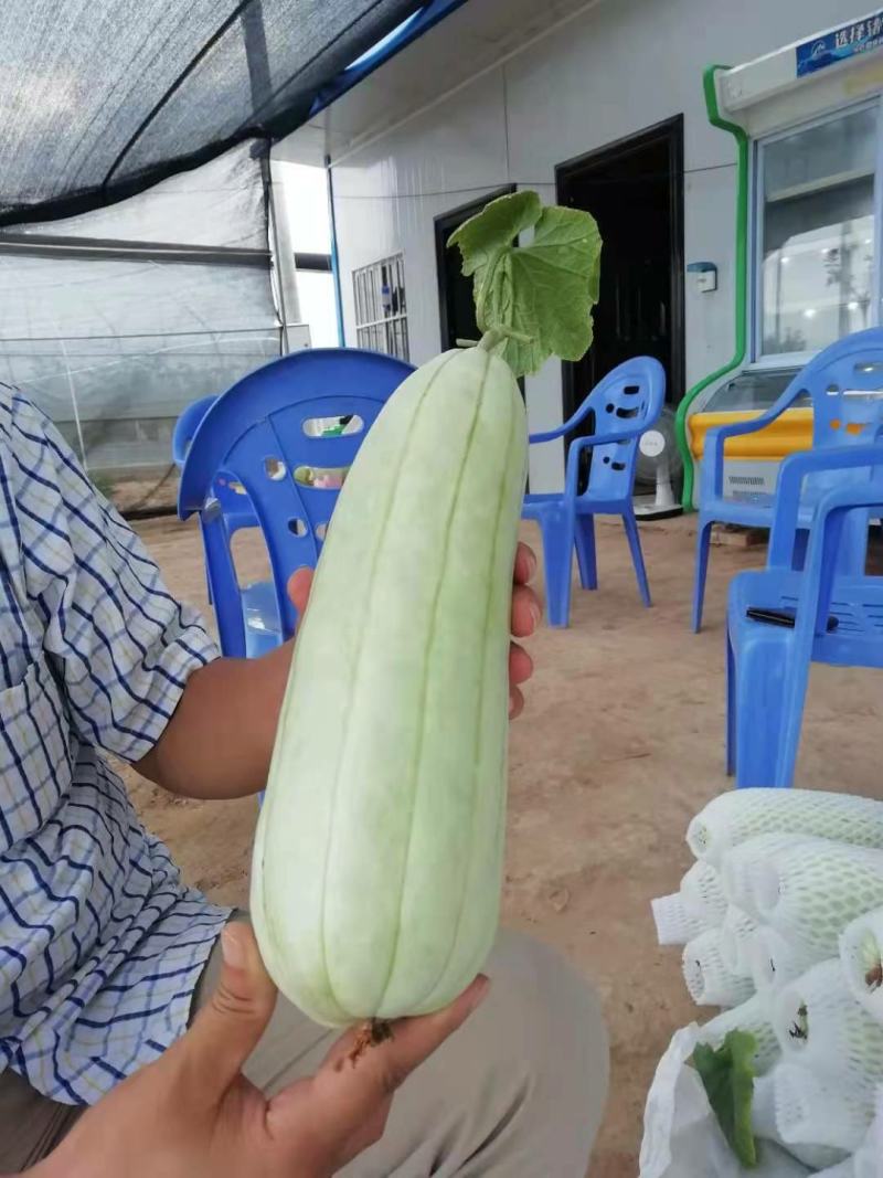 高石脆瓜