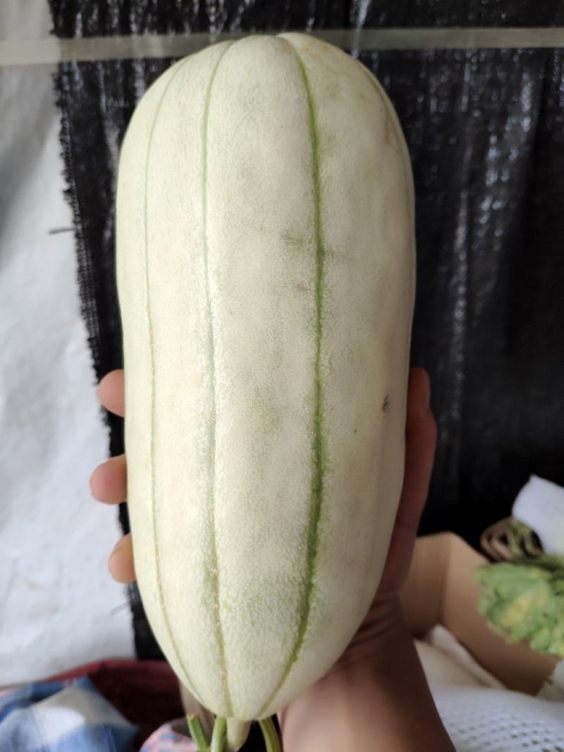 高石脆瓜