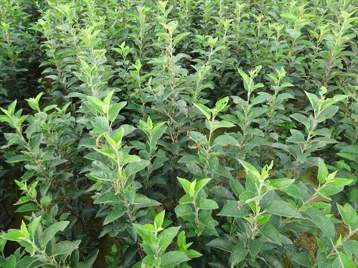 肥城桃种植基地