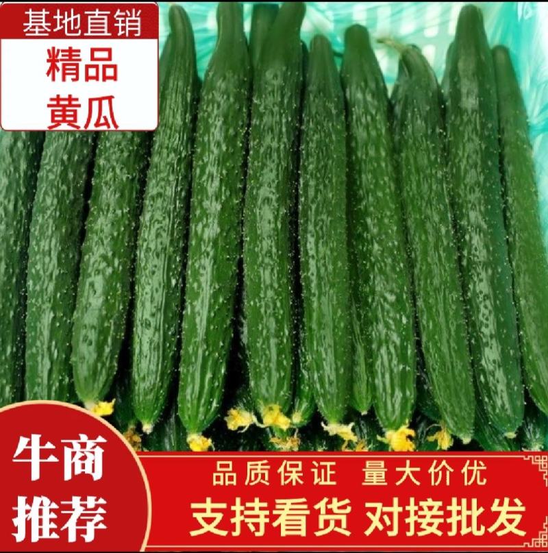 夏邑县黄瓜大量上市中，基地直销，各种规格，请新老顾客前来