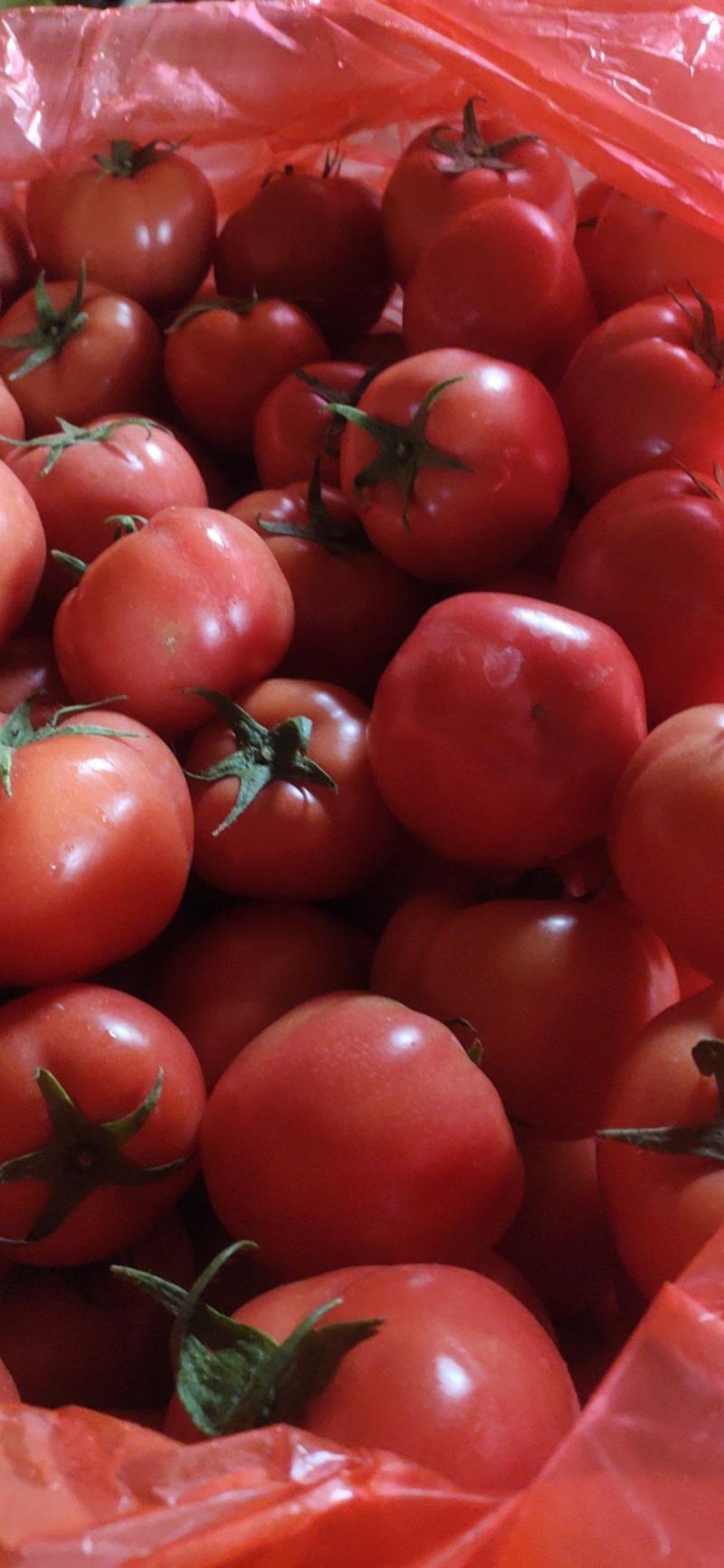 大量现货硬粉西红柿质量保证量大从优欢迎来电咨询