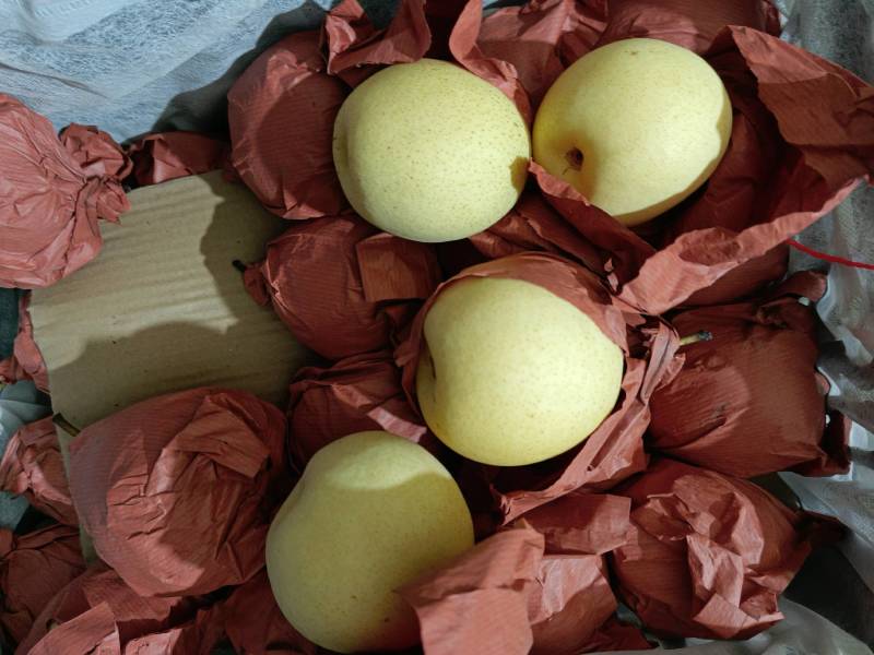 《实力》蒲城地面长把梨〈冬果梨〉洋梨大量上市三两半起质量好