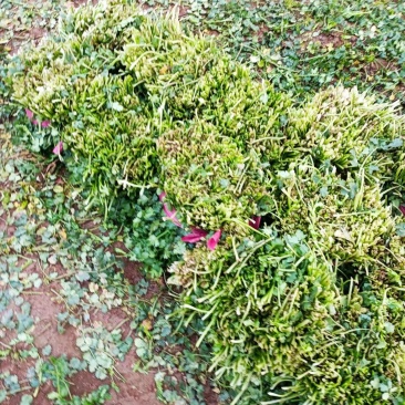 大量脱水香菜出售