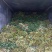 大量脱水香菜出售