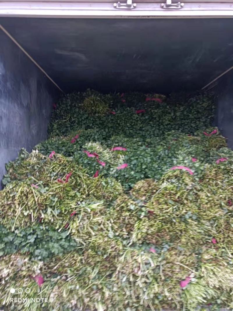 大量脱水香菜出售