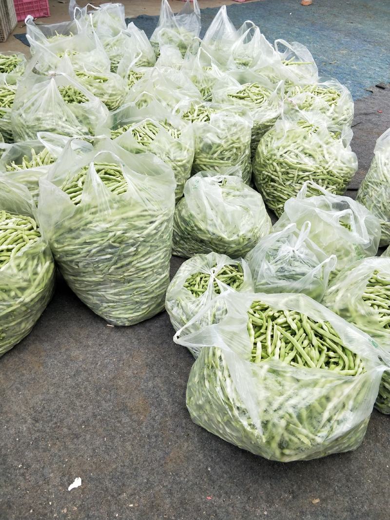 【四季豆】无筋四季豆大量供应中可视频看货品质保证