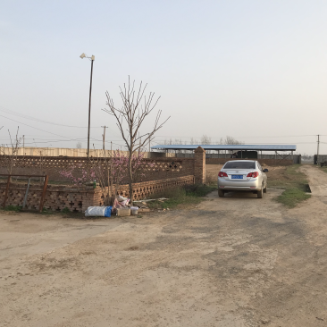 养殖场转让养牛羊均可，13000平米加青储池