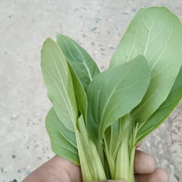 江苏南通蔬菜批发