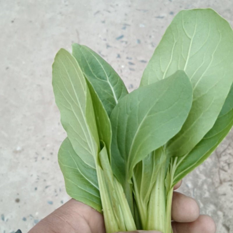 江苏南通蔬菜批发