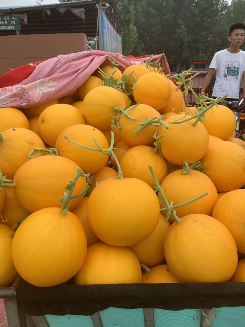 香瓜红瓜瑞红黄河蜜瓜大量上市，大量供应电商档口超市