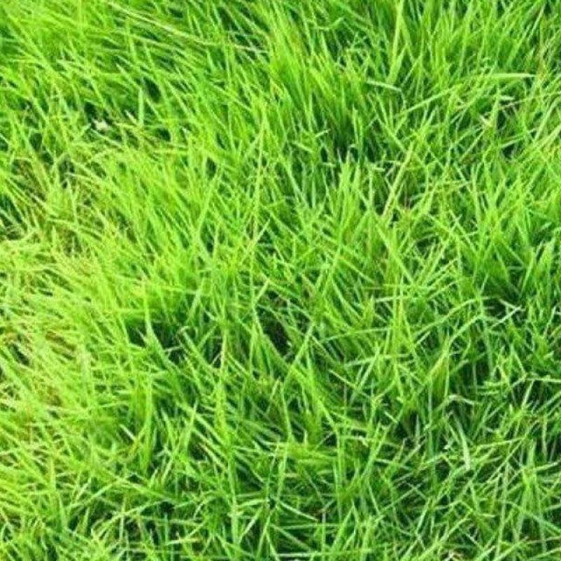 矮生早熟禾种子包衣净子庭院绿化别墅护坡草籽种籽耐寒草种批