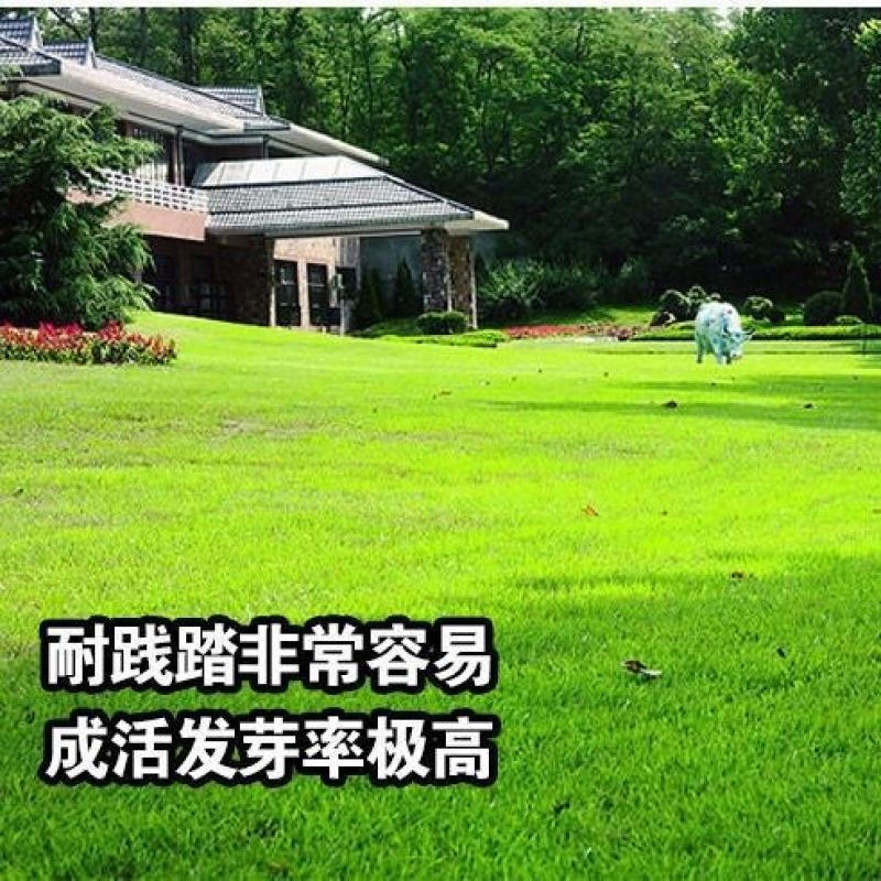 矮生早熟禾种子包衣净子庭院绿化别墅护坡草籽种籽耐寒草种批