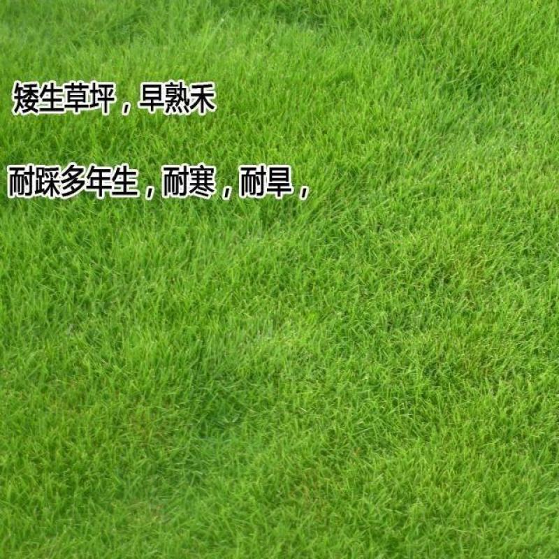 矮生早熟禾种子包衣净子庭院绿化别墅护坡草籽种籽耐寒草种批