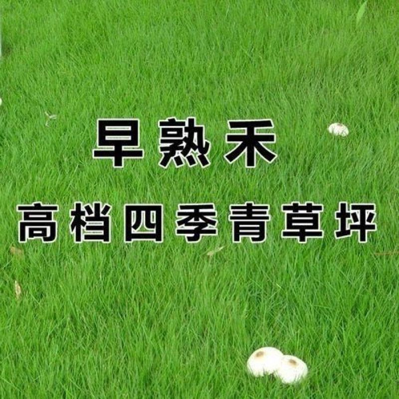 矮生早熟禾种子包衣净子庭院绿化别墅护坡草籽种籽耐寒草种批