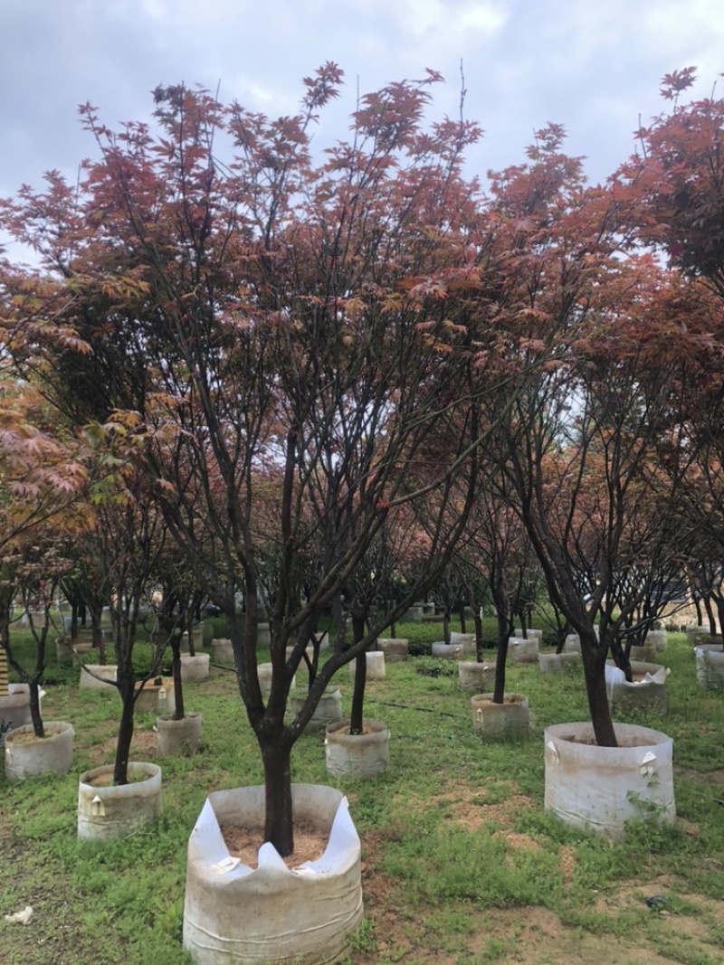 红枫，紫红鸡爪槭，小鸡爪槭。