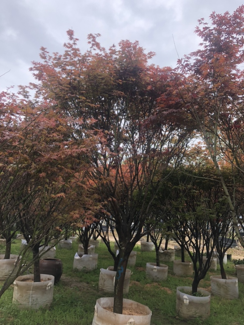 红枫，紫红鸡爪槭，小鸡爪槭。