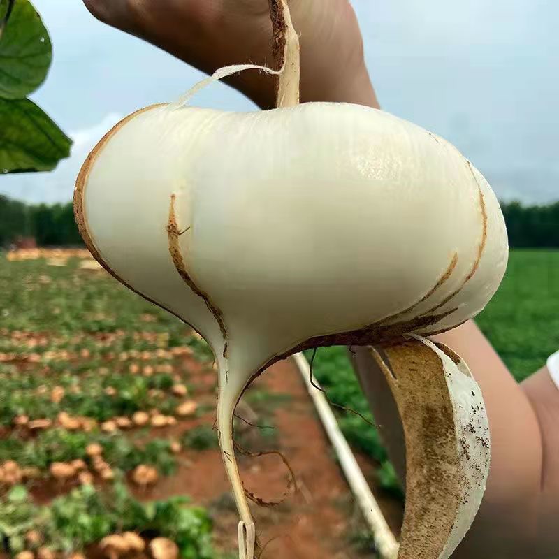 四川牧马山凉茹凉薯种子水果白（地瓜）新育成水果早熟脆甜