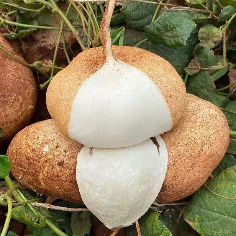 四川牧马山凉茹凉薯种子水果白（地瓜）新育成水果早熟脆甜