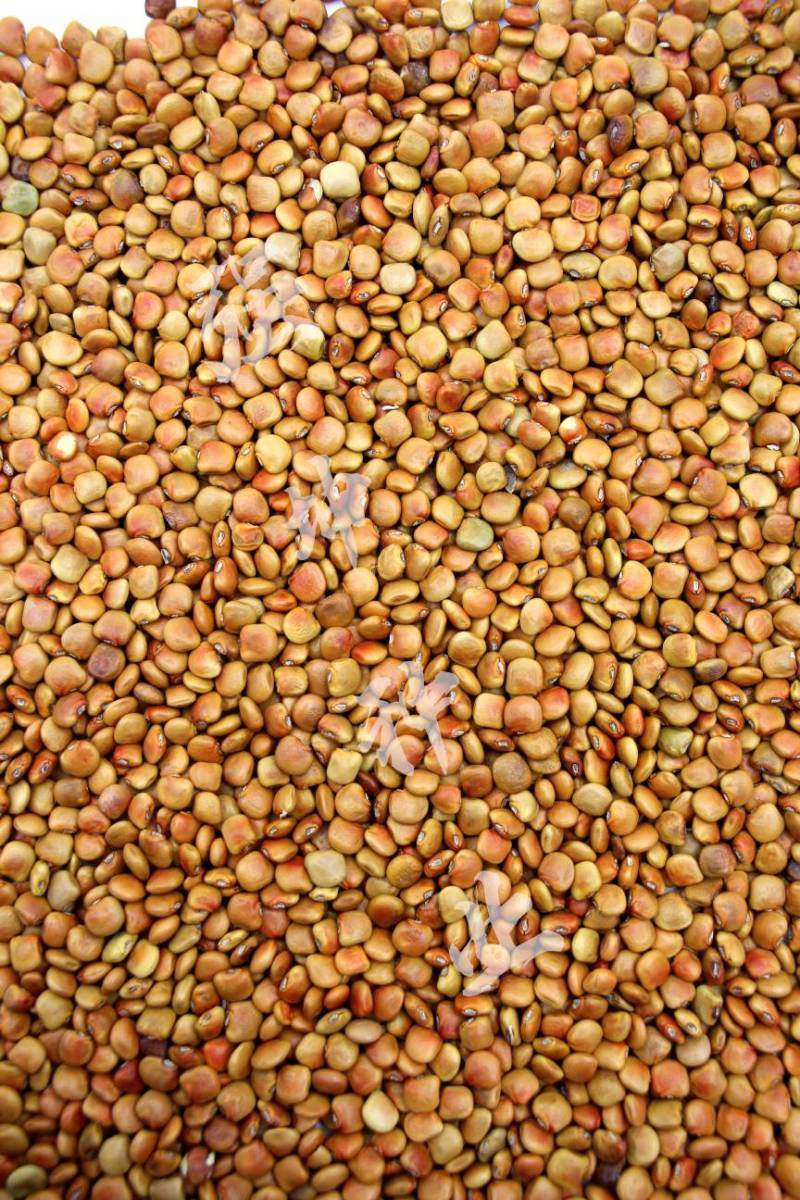 四川牧马山凉茹凉薯种子水果白（地瓜）新育成水果早熟脆甜