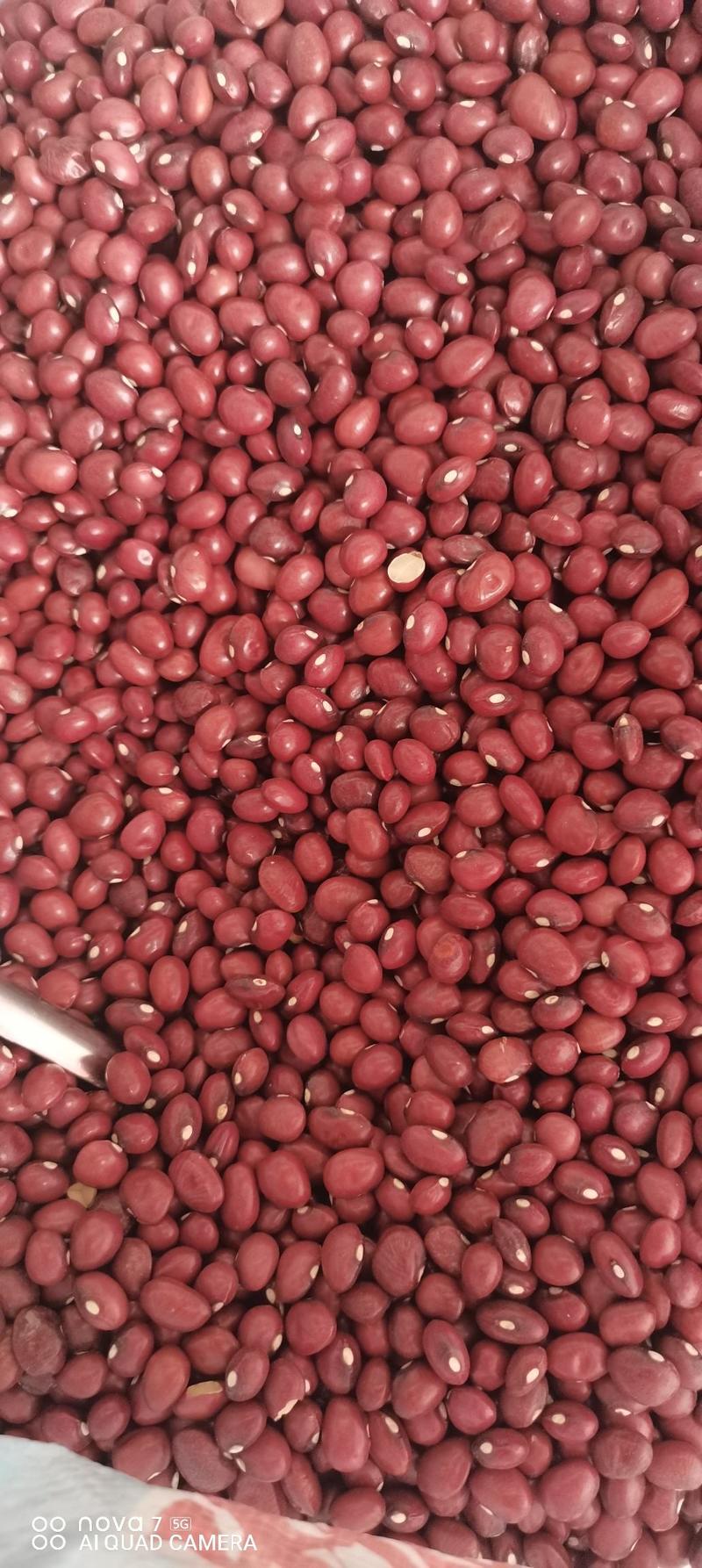 批发英国红大/小红芸豆红腰豆食品加工低温烘焙原料