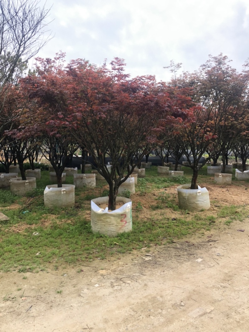 红枫，紫红鸡爪槭，小鸡爪槭