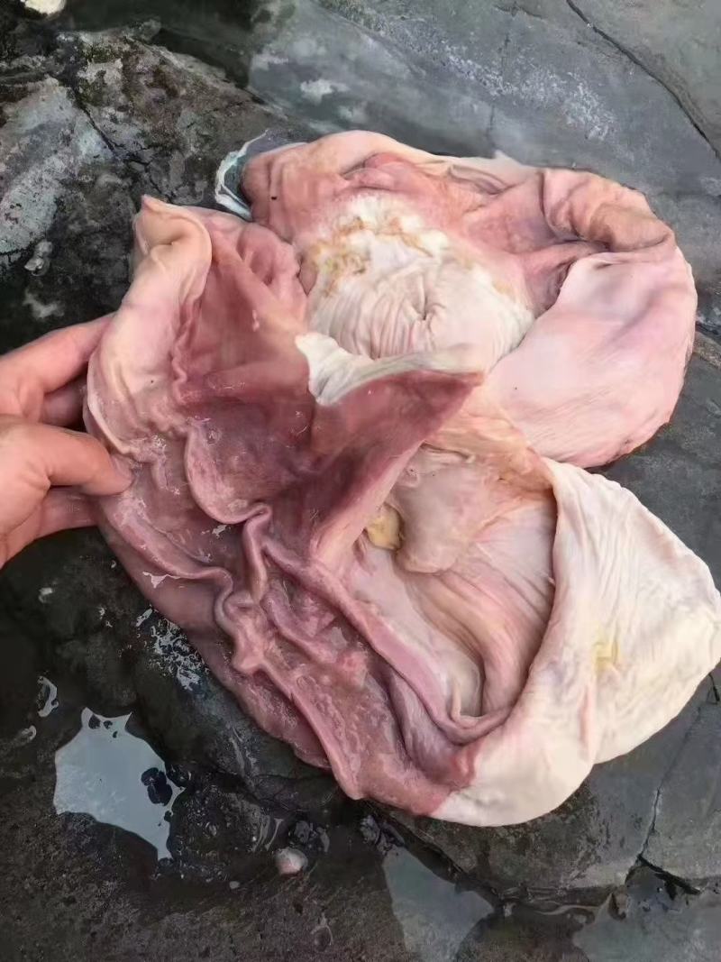 驴肚马肚颜色鲜质量优量大优惠全程冷链运输可快递欢迎选购