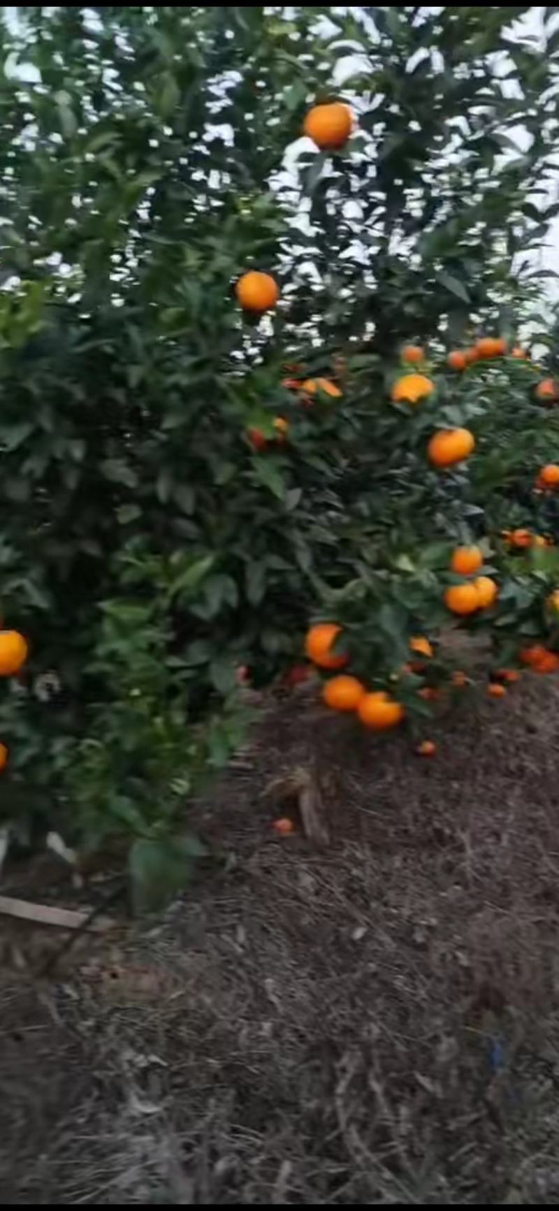 沃柑