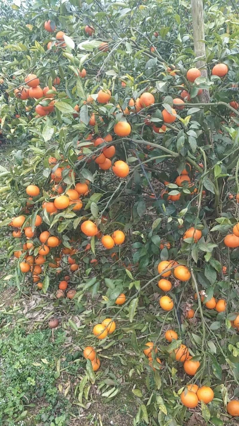 沃柑