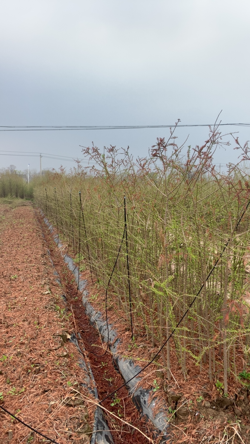 中山杉．北美落羽杉．墨西哥落羽杉．中山杉容器苗．中山杉杯苗