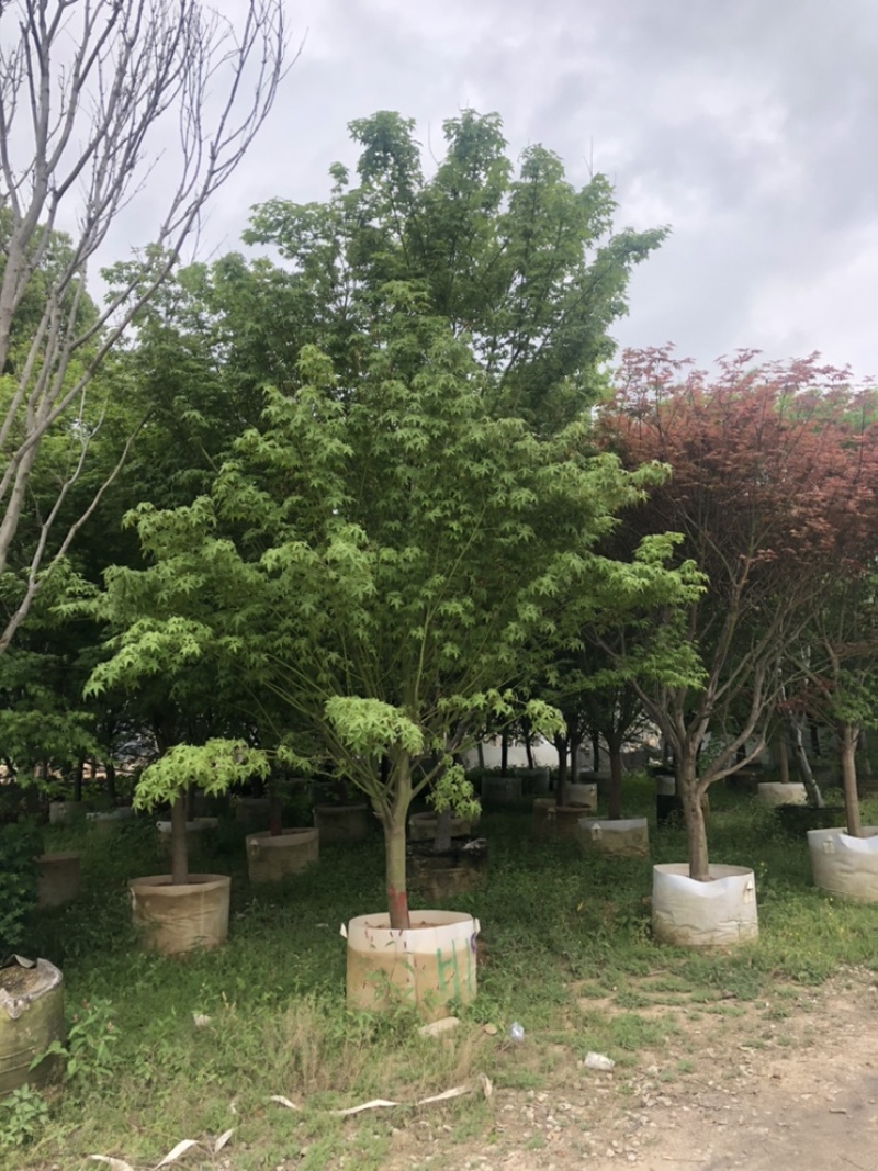 鸡爪槭，精品鸡爪槭6-15公分都有