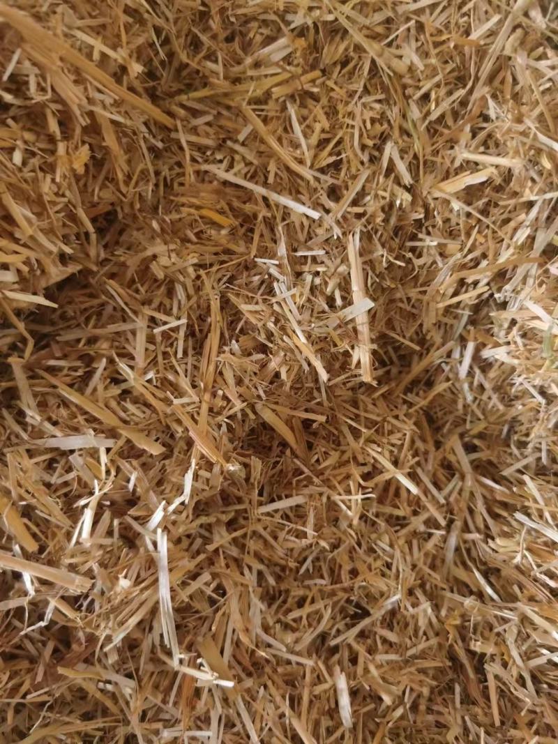 牛羊饲料麦草秸秆，柔丝除尘麦草大量出售！欢迎实力老板签单
