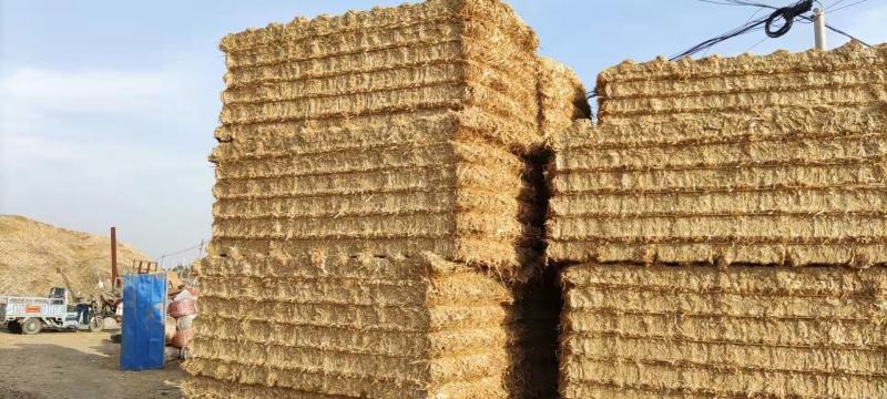 牛羊饲料麦草秸秆，柔丝除尘麦草大量出售！欢迎实力老板签单