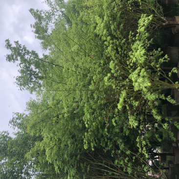 鸡爪槭，精品鸡爪槭5-15公分都有