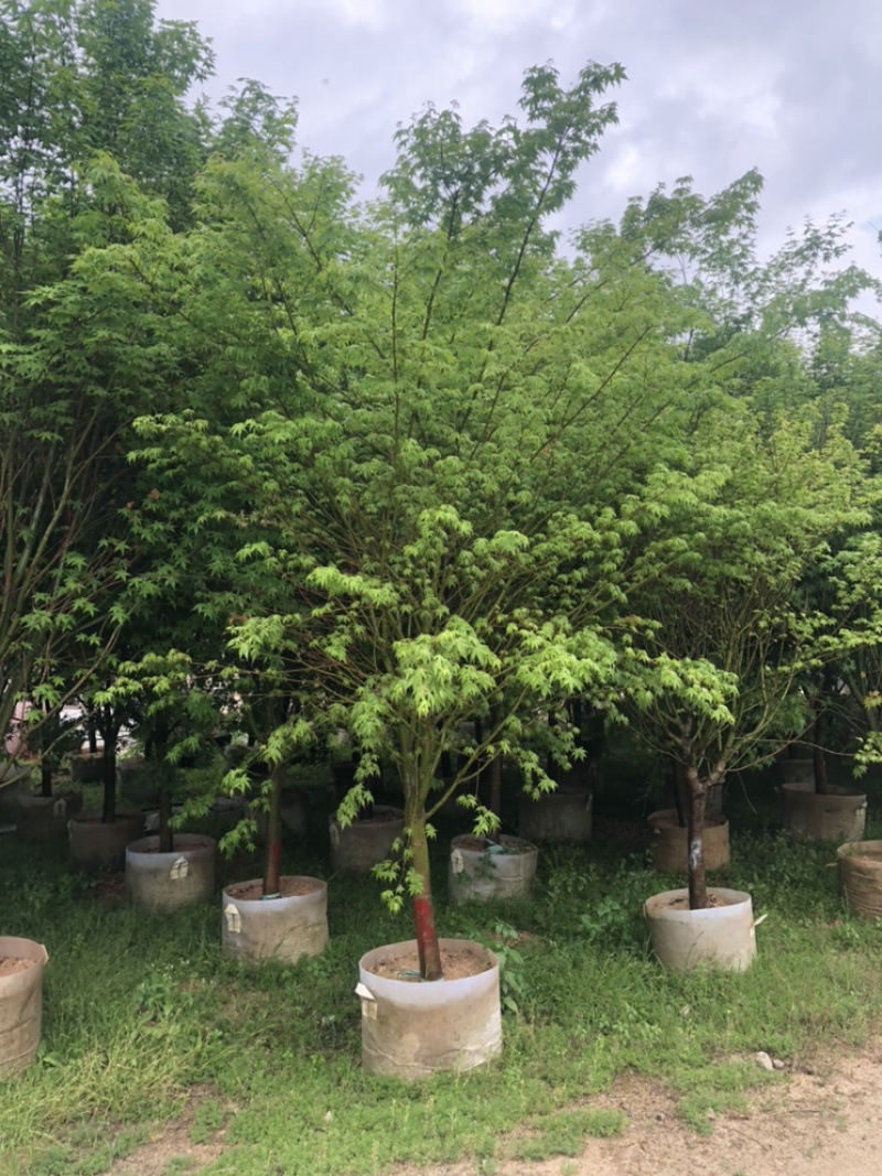 鸡爪槭，精品鸡爪槭5-15公分都有