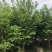 鸡爪槭，精品鸡爪槭5-15公分都有