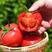 【包邮-20斤普罗旺斯西红柿】热销5斤20斤番茄西红柿
