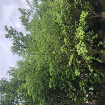 鸡爪槭，精品鸡爪槭各种规格都有